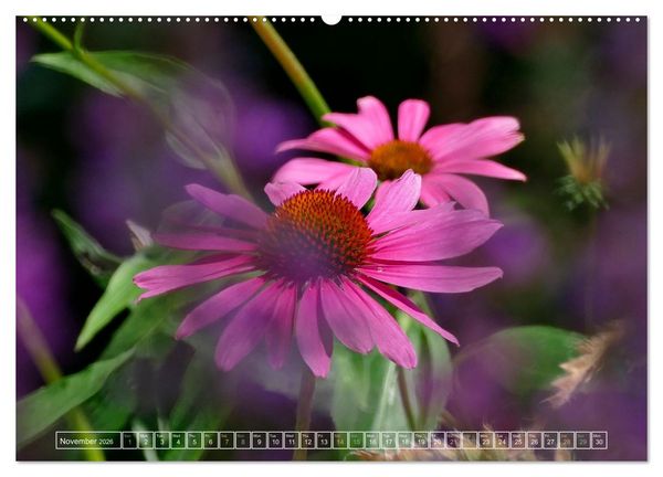 Produktbild: Blooming beauties (High Quality Premium Wall Calendar 2026 DIN A2 landscape),CALVENDO 12 Month Wall Calendar