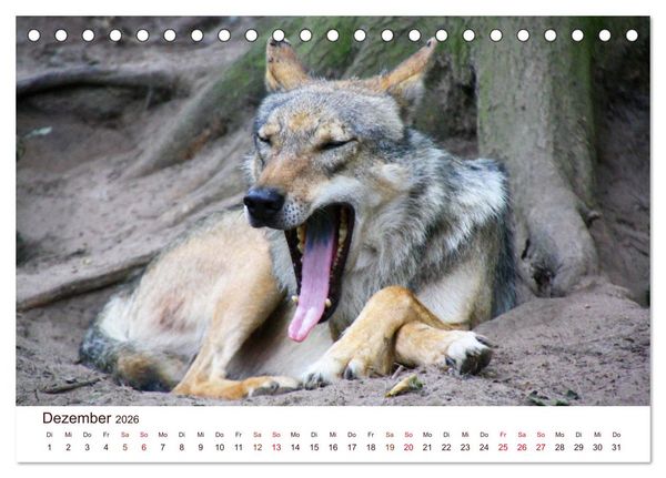 Produktbild: W&ouml;lfe 2026. Tierische Impressionen (Tischkalender 2026 DIN A5 quer), CALVENDO Monatskalender