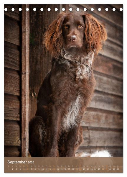 Produktbild: Deutsch Langhaar Butz - Jagdhund mit Passion und Herzblut (Tischkalender 2026 DIN A5 hoch), CALVENDO Monatskalender
