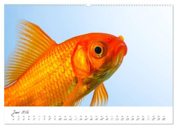 Produktbild: Goldy - mein Goldfisch (hochwertiger Premium Wandkalender 2026 DIN A2 quer), Kunstdruck in Hochglanz
