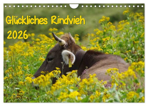 Produktbild: Gl&uuml;ckliches Rindvieh 2026 (Wandkalender 2026 DIN A4 quer), CALVENDO Monatskalender