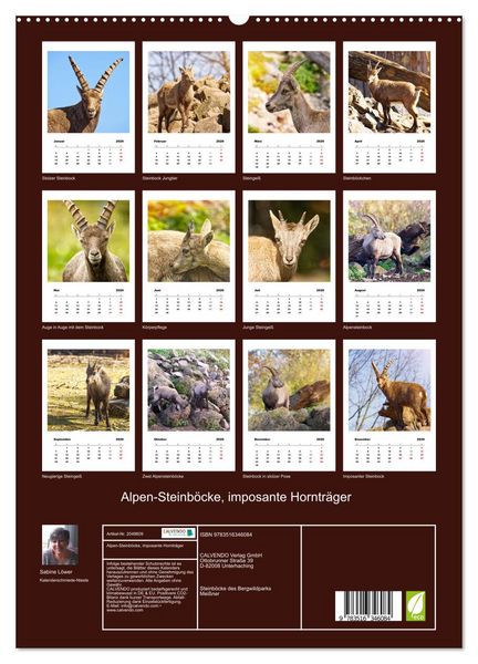 Produktbild: Alpen-Steinb&ouml;cke, imposante Horntr&auml;ger (hochwertiger Premium Wandkalender 2026 DIN A2 hoch), Kunstdruck in Hochglanz