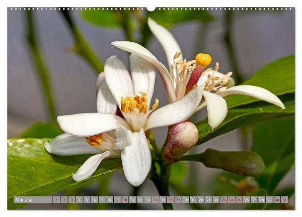 Produktbild: Bio Zitrus Garten (Wandkalender 2026 DIN A2 quer), CALVENDO Monatskalender
