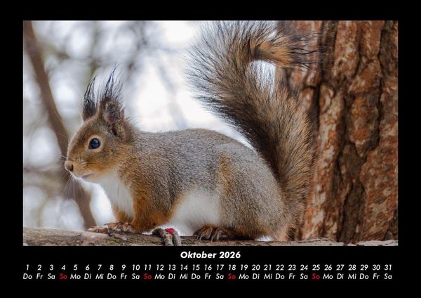 Produktbild: Tierkalender 2026 Fotokalender DIN A3