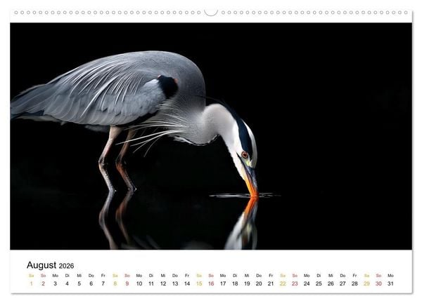 Produktbild: Wilde Heimat - V&ouml;gel unserer Natur (Wandkalender 2026 DIN A2 quer), CALVENDO Monatskalender