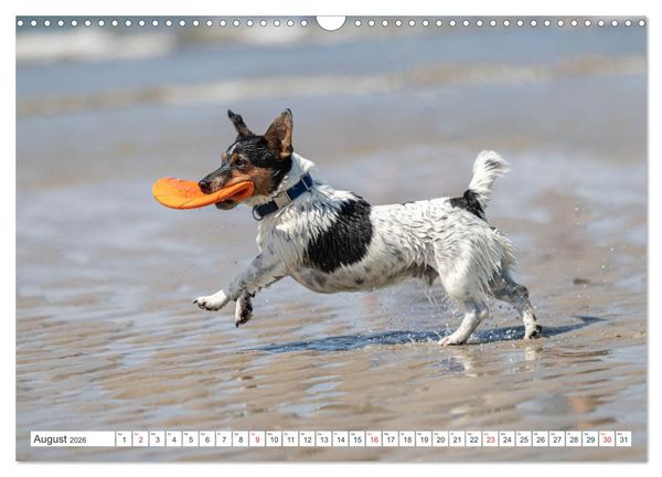 Produktbild: Jack Russell - Klein, aber oho! (Wandkalender 2026 DIN A3 quer), CALVENDO Monatskalender