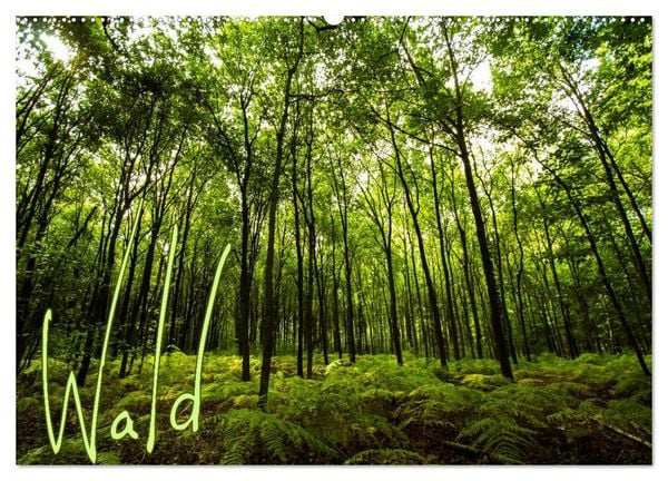 Produktbild: Wald (Wandkalender 2026 DIN A2 quer), CALVENDO Monatskalender