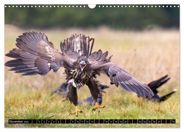 Produktbild: Seeadler in Polen (Wandkalender 2026 DIN A3 quer), CALVENDO Monatskalender