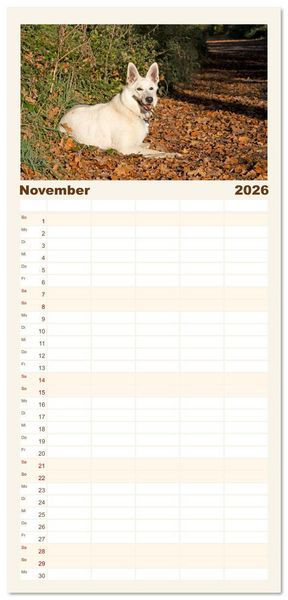 Produktbild: Familienplaner 2026 - Berger Blanc Suisse - Weggef&auml;hrten auf 4 Pfoten mit 5 Spalten (Wandkalender, 21 x 45 cm) CALVENDO