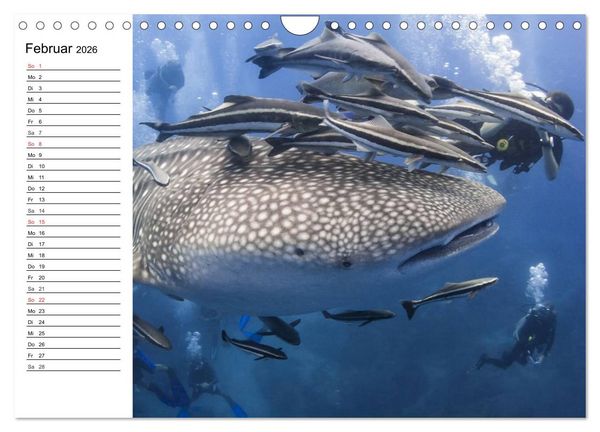 Produktbild: Tauchen - Abenteuer in Neptuns Wunderwelt (Wandkalender 2026 DIN A4 quer), CALVENDO Monatskalender