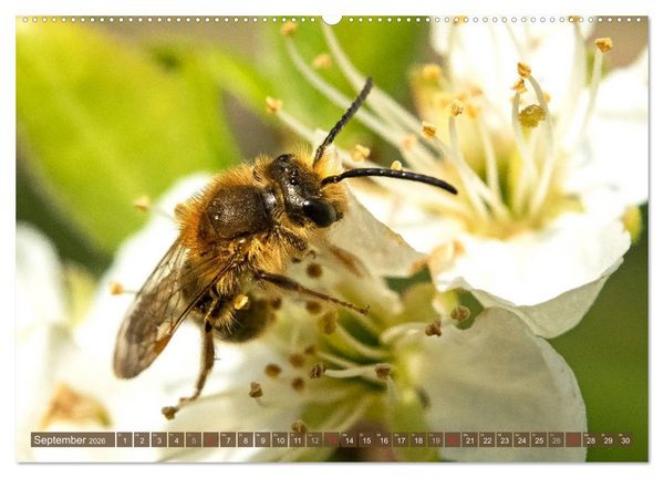 Produktbild: BIENEN - Kleine N&uuml;tzlinge ganz gro&szlig; (Wandkalender 2026 DIN A2 quer), CALVENDO Monatskalender