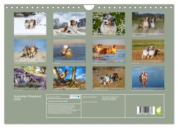 Produktbild: Australian Shepherd 2026 (Wandkalender 2026 DIN A4 quer), CALVENDO Monatskalender