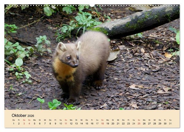 Produktbild: Frettchen und Marder. Frech, witzig, niedlich (Wandkalender 2026 DIN A2 quer), CALVENDO Monatskalender