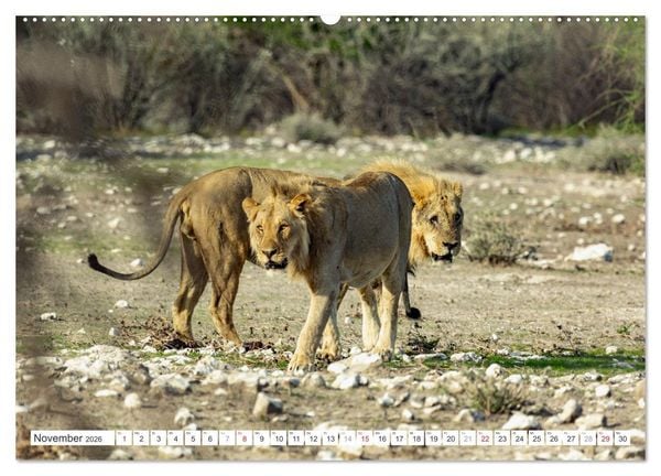 Produktbild: Afrika - Namibia (hochwertiger Premium Wandkalender 2026 DIN A2 quer), Kunstdruck in Hochglanz