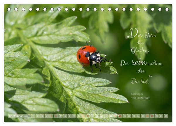 Produktbild: Marienk&auml;fer & Zitate - Sieben Punkte zum Gl&uuml;ck (Tischkalender 2026 DIN A5 quer), CALVENDO Monatskalender