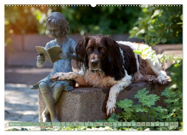 Produktbild: Passion Jagdhund - Kleiner M&uuml;nsterl&auml;nder (Wandkalender 2026 DIN A2 quer), CALVENDO Monatskalender
