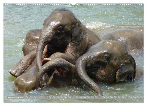 Produktbild: Asiatische und afrikanische Elefanten (hochwertiger Premium Wandkalender 2026 DIN A2 quer), Kunstdruck in Hochglanz