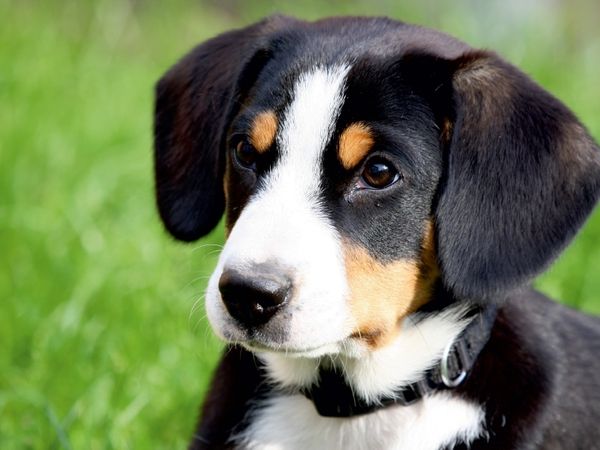 Produktbild: CALVENDO Puzzle Entlebucher Sennenhund | 1000 Teile Lege-Gr&ouml;&szlig;e 64x48cm Foto-Puzzle f&uuml;r gl&uuml;ckliche Stunden