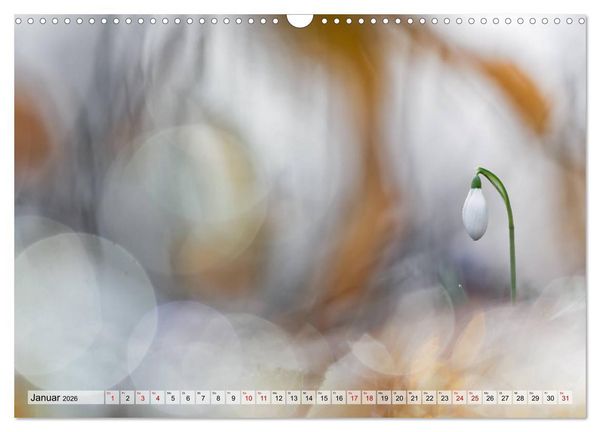 Produktbild: M&auml;rchenwelt der Wildblumen (Wandkalender 2026 DIN A3 quer), CALVENDO Monatskalender