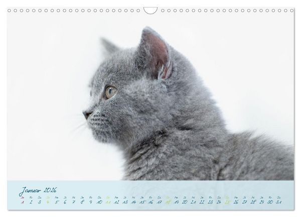 Produktbild: Ein kleiner Kater entdeckt die Welt! (Wandkalender 2026 DIN A3 quer), CALVENDO Monatskalender