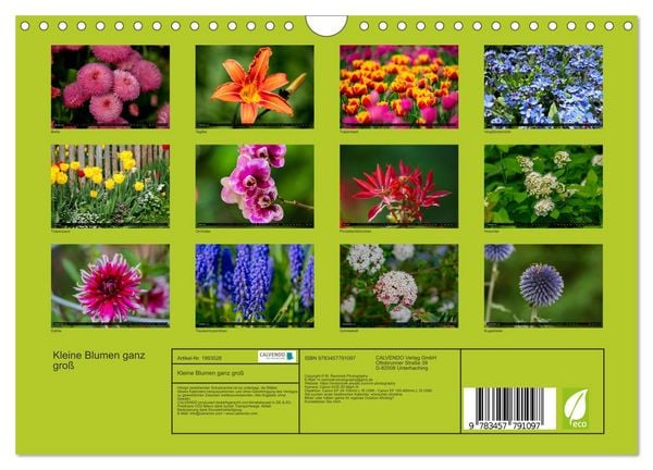 Produktbild: Kleine Blumen ganz gro&szlig; (Wandkalender 2026 DIN A4 quer), CALVENDO Monatskalender