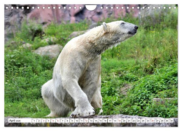 Produktbild: B&auml;ren - Der Eisb&auml;r und der Kamtschatka-Braunb&auml;r (Wandkalender 2026 DIN A4 quer), CALVENDO Monatskalender
