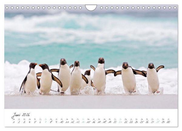 Produktbild: Tierisches von den Falklandinseln (Wandkalender 2026 DIN A4 quer), CALVENDO Monatskalender