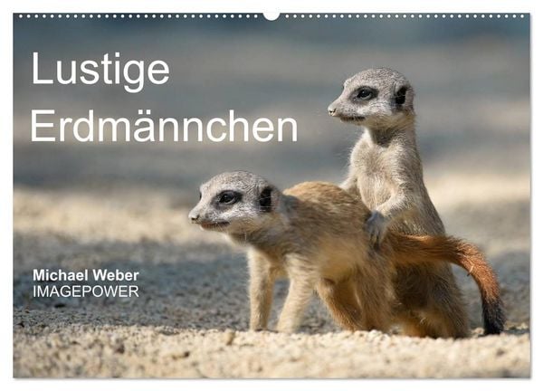 Produktbild: Lustige Erdm&auml;nnchen (Wandkalender 2026 DIN A2 quer), CALVENDO Monatskalender