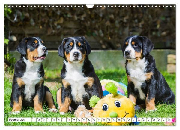 Produktbild: Schweizer Sennenhunde - die Hunde aus den Schweizer Alpen (Wandkalender 2026 DIN A3 quer), CALVENDO Monatskalender