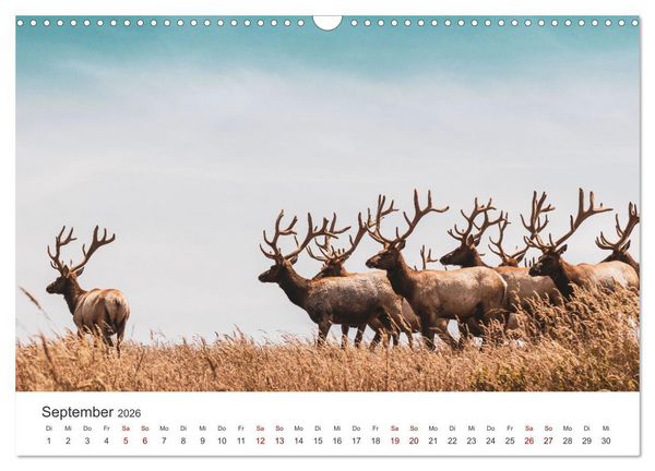 Produktbild: Rothirsche - Die imposanten K&ouml;nige der W&auml;lder. (Wandkalender 2026 DIN A3 quer), CALVENDO Monatskalender