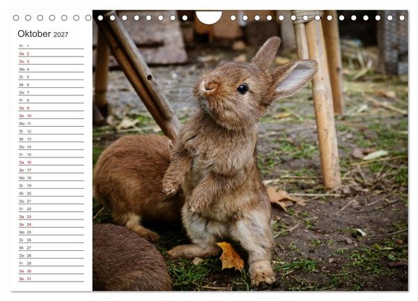 Produktbild: Eine gl&uuml;ckliche Kaninchenfamilie (Wandkalender 2027 DIN A4 quer), CALVENDO Monatskalender