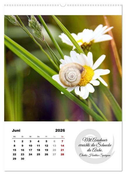 Produktbild: Schnecklein (Wandkalender 2026 DIN A2 hoch), CALVENDO Monatskalender