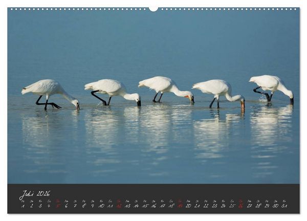Produktbild: Natur erleben Seewinkel-Neusiedlersee (hochwertiger Premium Wandkalender 2026 DIN A2 quer), Kunstdruck in Hochglanz