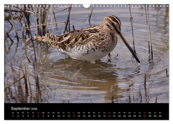 Produktbild: Limikolen Watv&ouml;gel auf dem Zug (Wandkalender 2026 DIN A3 quer), CALVENDO Monatskalender