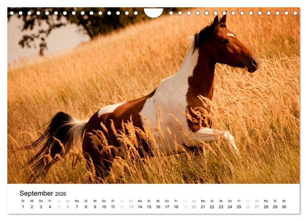 Produktbild: Pferde - Magdalena Strakova (Wandkalender 2026 DIN A4 quer), CALVENDO Monatskalender