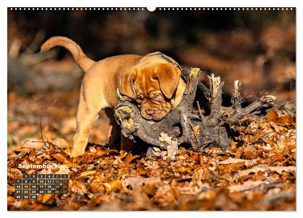 Produktbild: Eine kleine Bordeauxdogge entdeckt die Welt (Wandkalender 2026 DIN A2 quer), CALVENDO Monatskalender