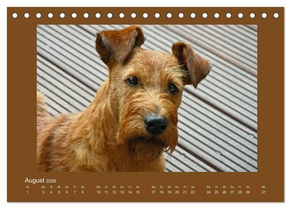 Produktbild: Kelly, der Irish Terrier - innen und au&szlig;en aus Gold (Tischkalender 2026 DIN A5 quer), CALVENDO Monatskalender