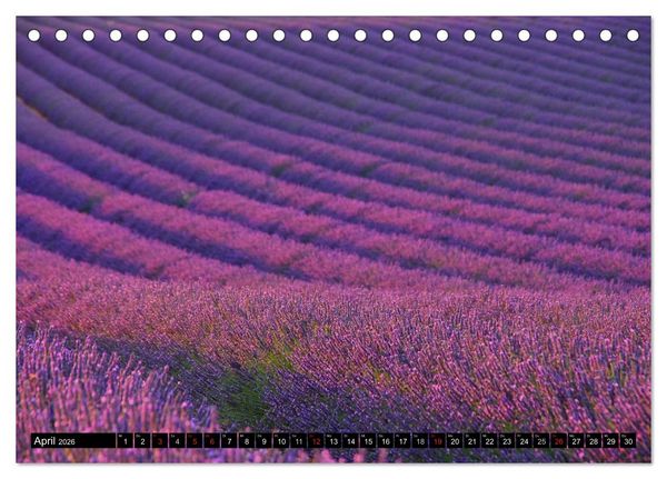 Produktbild: Lavendel (Tischkalender 2026 DIN A5 quer), CALVENDO Monatskalender