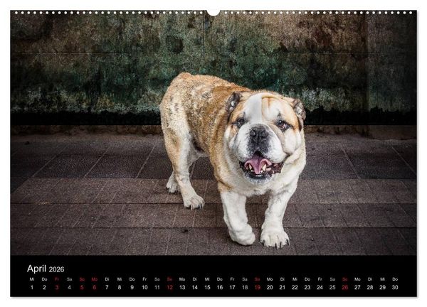 Produktbild: Urban Dogs - Hundekalender der anderen Art (Wandkalender 2026 DIN A2 quer), CALVENDO Monatskalender