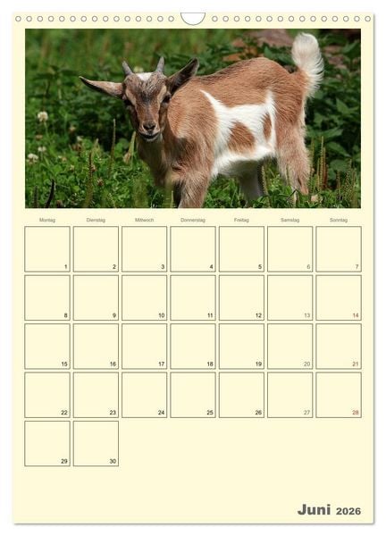 Produktbild: Zwergziegen (Wandkalender 2026 DIN A3 hoch), CALVENDO Monatskalender