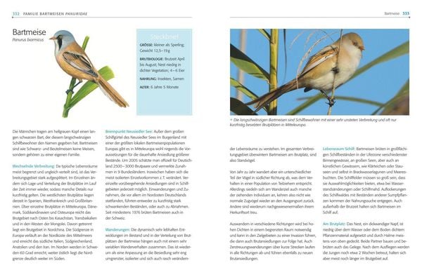 Produktbild: Das BLV Handbuch V&ouml;gel