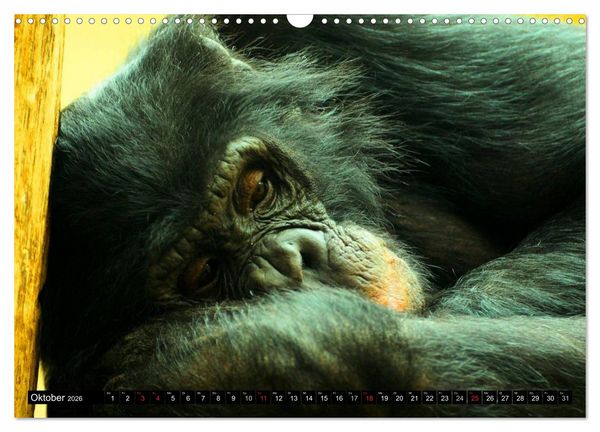 Produktbild: Schimpansen (Wandkalender 2026 DIN A3 quer), CALVENDO Monatskalender