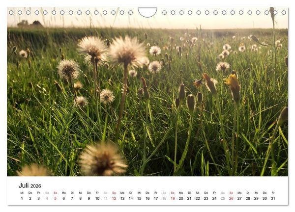 Produktbild: Hallig Hooge - zwischen Himmel und Erde (Wandkalender 2026 DIN A4 quer), CALVENDO Monatskalender
