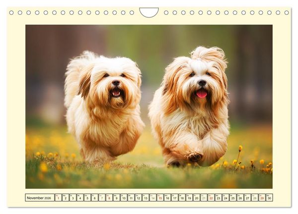 Produktbild: Lhasa Apso Charme. Die kleinen H&uuml;ter des Gl&uuml;cks (Wandkalender 2026 DIN A4 quer), CALVENDO Monatskalender