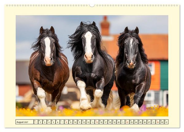 Produktbild: Shire Horse Momente. Masse und Kraft in Bewegung (Wandkalender 2027 DIN A2 quer), CALVENDO Monatskalender