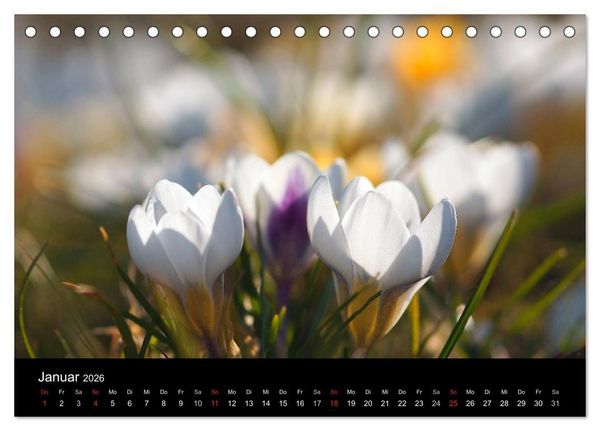 Produktbild: Wilde Bl&uuml;ten-Tr&auml;ume (Tischkalender 2026 DIN A5 quer), CALVENDO Monatskalender