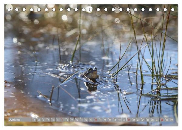 Produktbild: Pietzmoor - ein Hochmoor in der L&uuml;neburger Heide (Tischkalender 2026 DIN A5 quer), CALVENDO Monatskalender