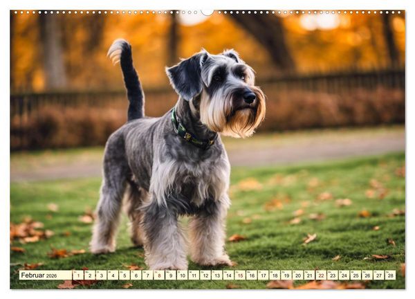 Produktbild: Schnauzer - vielseitige Allrounder (Wandkalender 2026 DIN A2 quer), CALVENDO Monatskalender