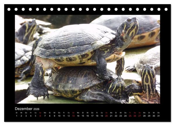 Produktbild: Faszinierende Reptilien (Tischkalender 2026 DIN A5 quer), CALVENDO Monatskalender
