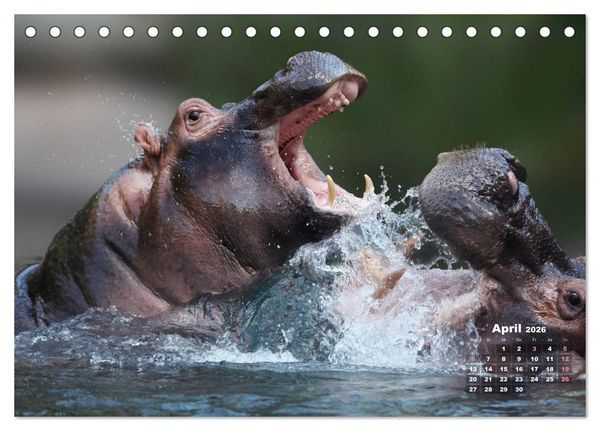 Produktbild: WILDE TIERE IN AKTION (Tischkalender 2026 DIN A5 quer), CALVENDO Monatskalender